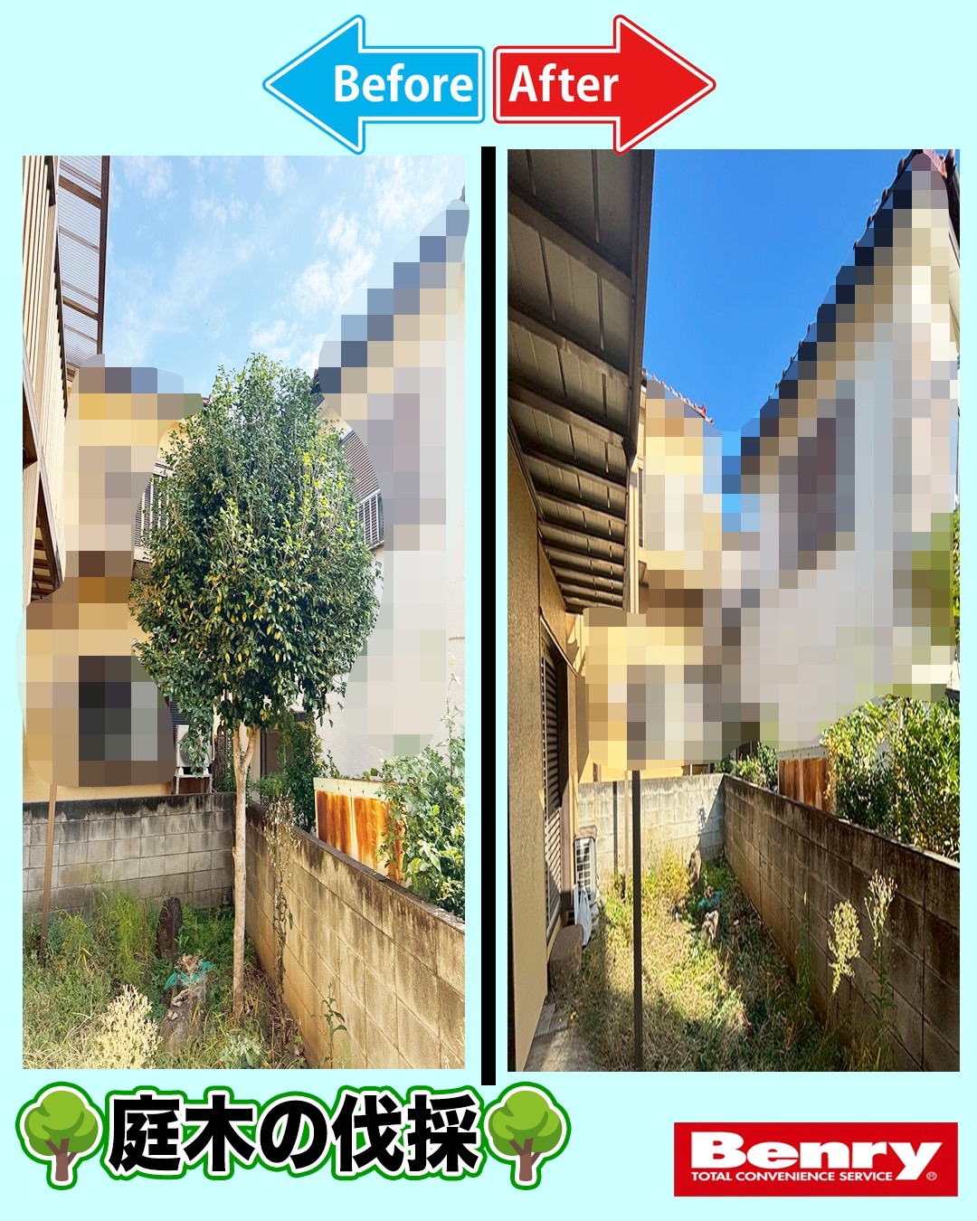 大きな木の伐採🌳