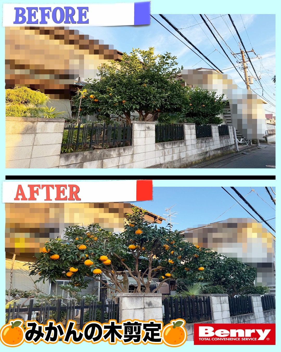 美味しすぎるみかんの木🍊