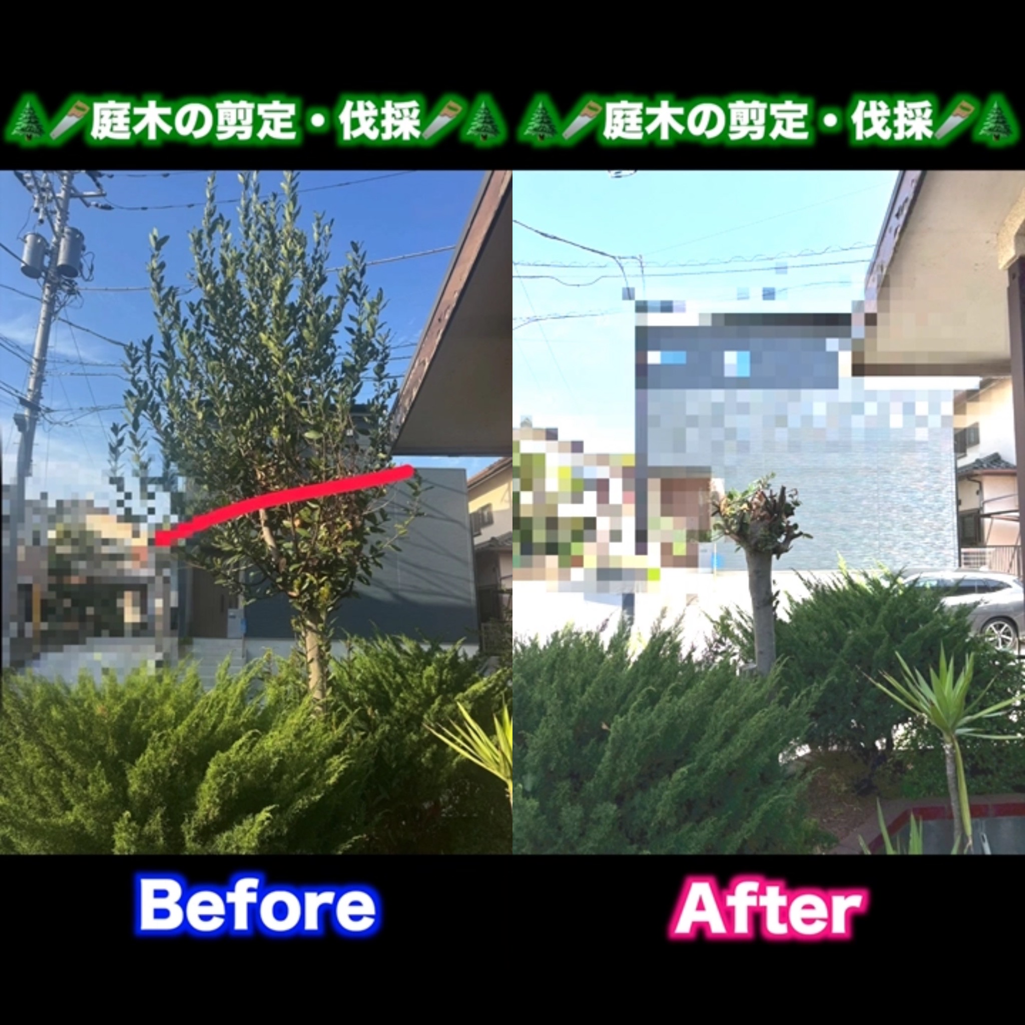 庭木剪定作業🌲🪚