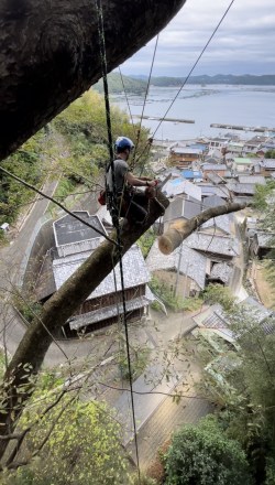 特殊伐採について