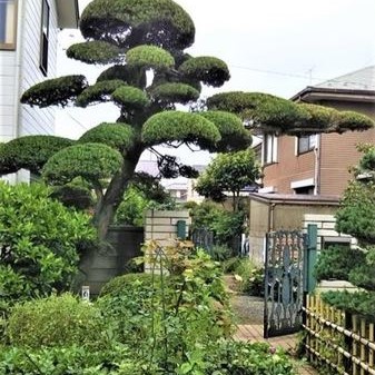 庭木の消毒･害虫対策