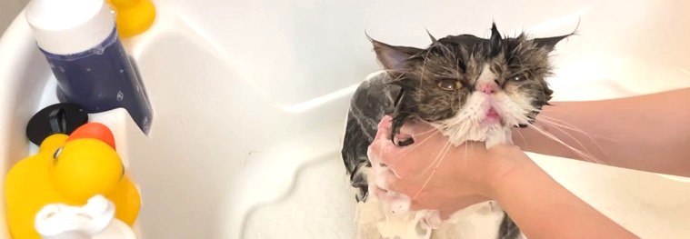 きゃっとさろんねこふわり