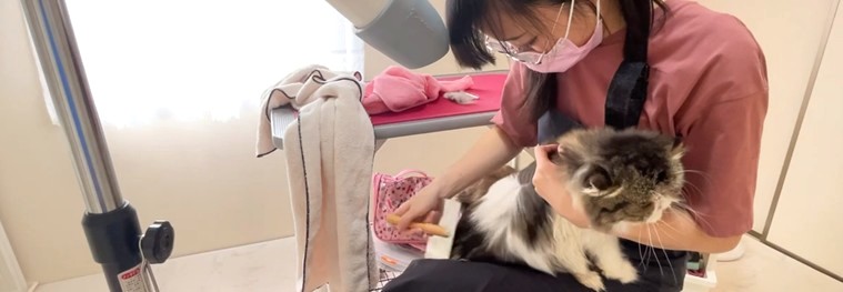 きゃっとさろんねこふわり