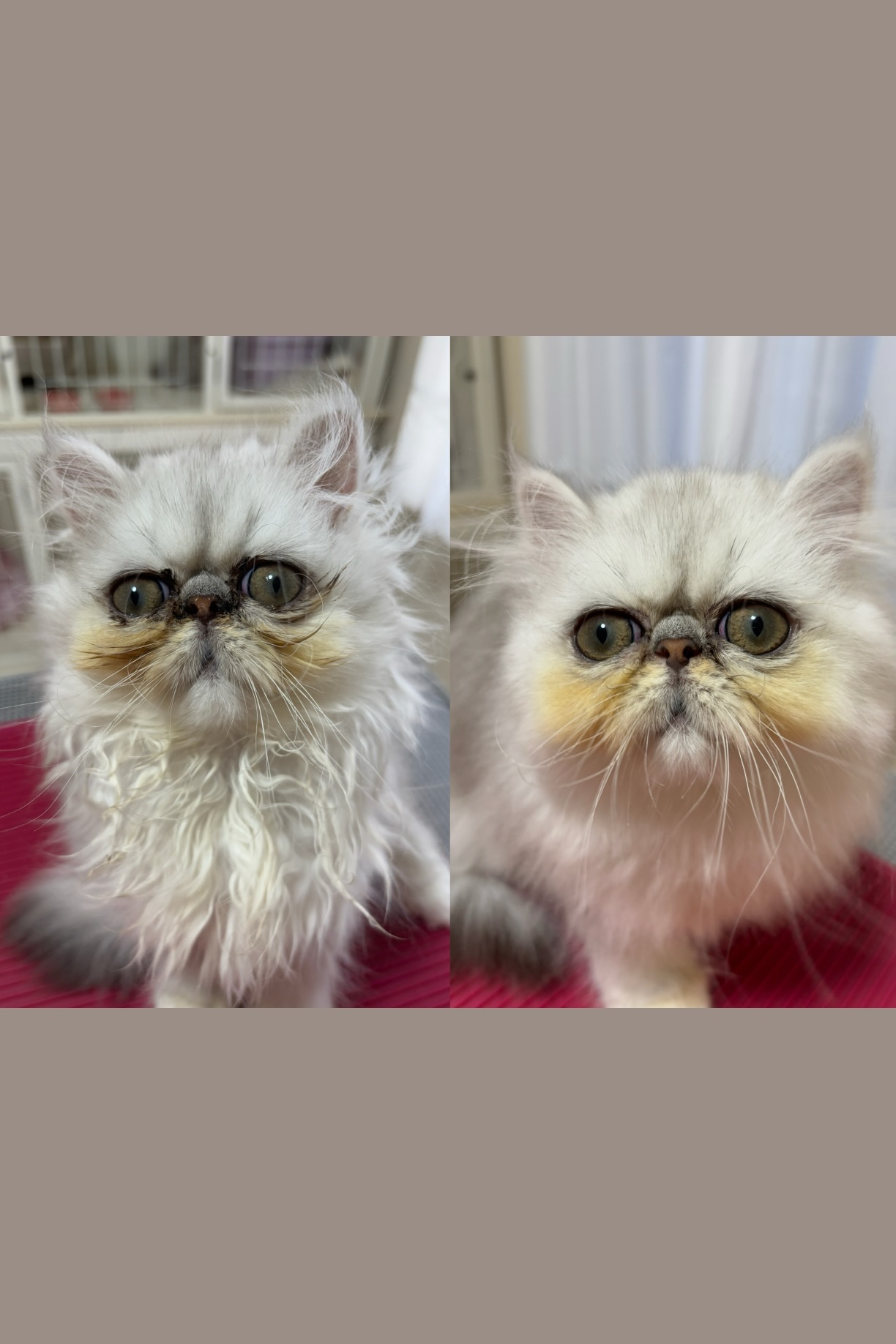 キャットグルーマー協会推奨サロン。プライベート空間でもちろん無麻酔。はじめての子も安心してお任せ！