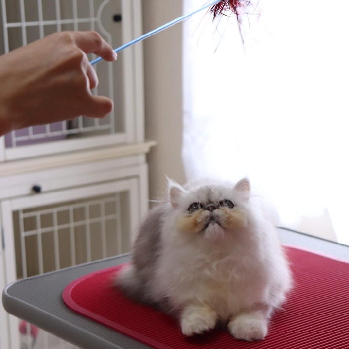 注意事項 ※ご予約前にご一読ください