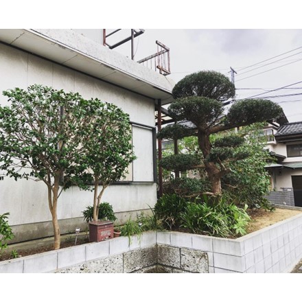 庭木剪定・消毒