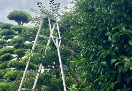 植木の剪定