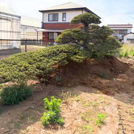 植木剪定・伐採・抜根 その他一式