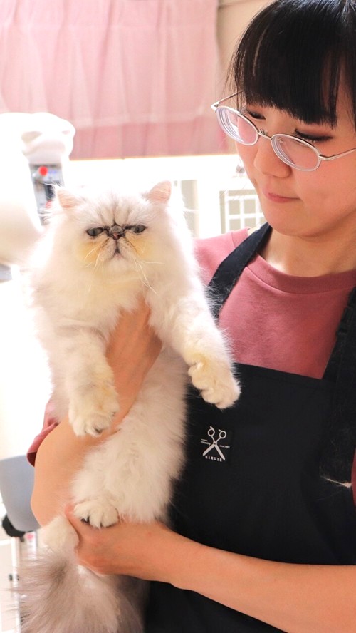 キャットグルーマー協会推奨サロン。プライベート空間でもちろん無麻酔。はじめての子も安心してお任せ！