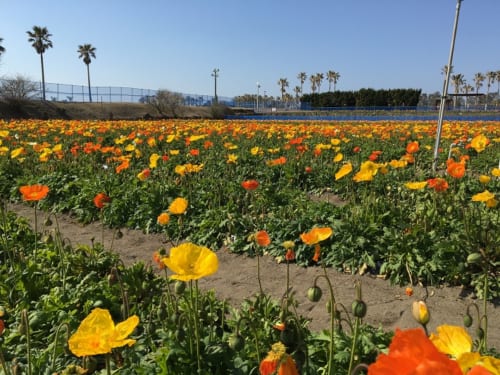 館山ドライブ！館山ファミリーパークでお花摘み