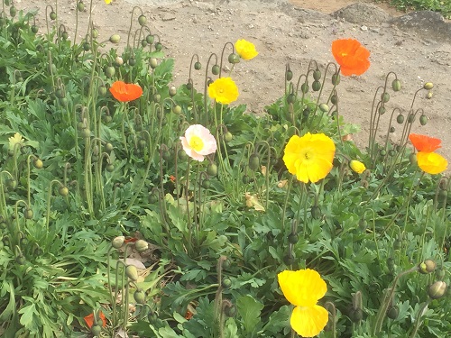 館山ドライブ！館山ファミリーパークでお花摘み