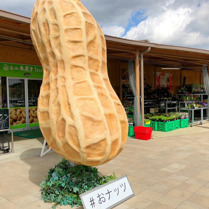 【木更津市】「道の駅 木更津うまくたの里」木更津名産のブルーベリーなどを扱う農産物直売所やお花コーナーなど見所いっぱい