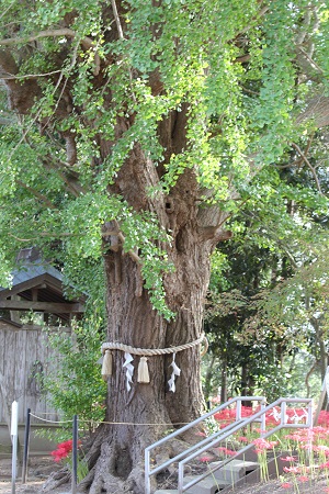 千葉パワースポット　白子神社　ご神木大銀杏