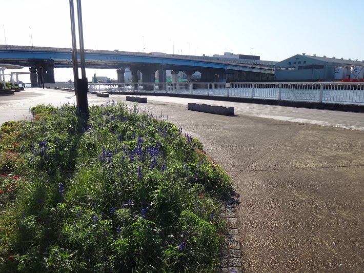 海老川河口付近の親水公園