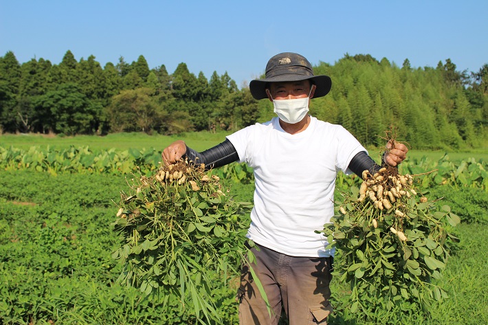 秋は落花生の季節