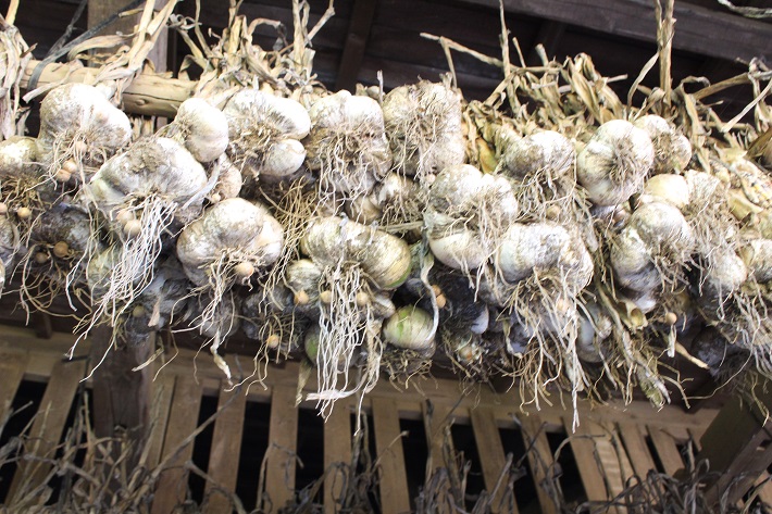 臭みはなくホクホクとした食感が魅力のジャンボにんにく