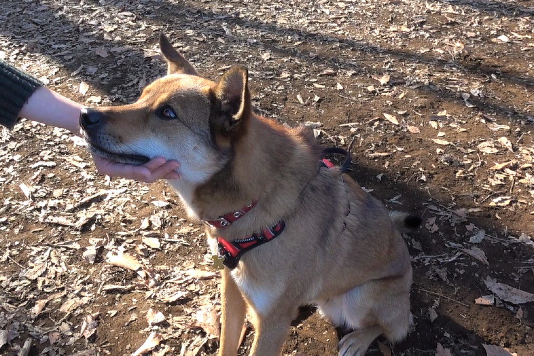 犬のアゴ乗せおねだり