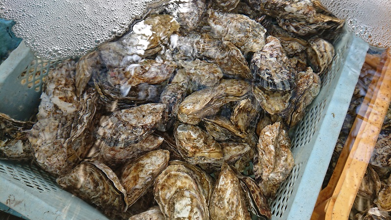 浄化中のかき