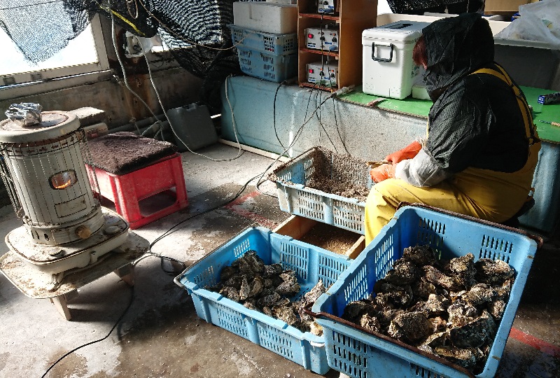 浄化が済んだかきの殻から汚れを取る