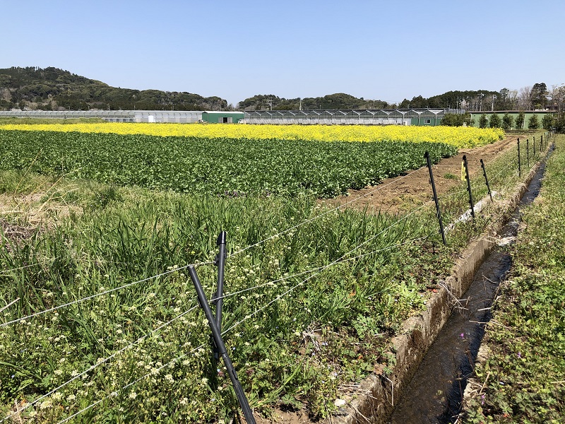 カズサの郷愛彩畑周辺の露地栽培農場