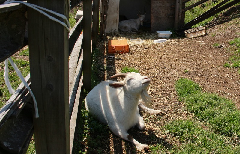 カズサの郷愛彩畑で飼っているヤギ