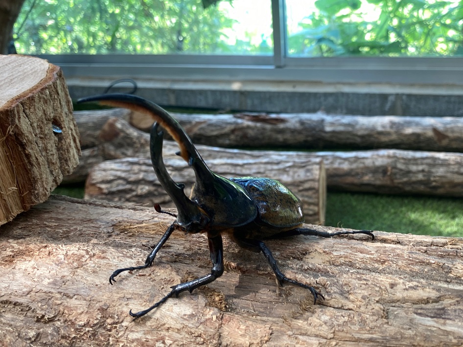 びーとるランド君津のヘラクレスオオカブト