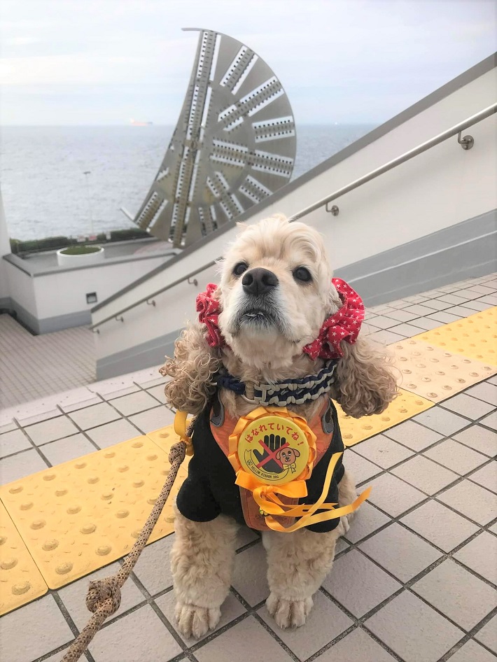 ワンちゃんの個性や特性を支えるリボン