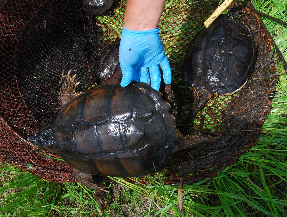 印旛沼のカミツキガメわなにかかったカミツキガメ