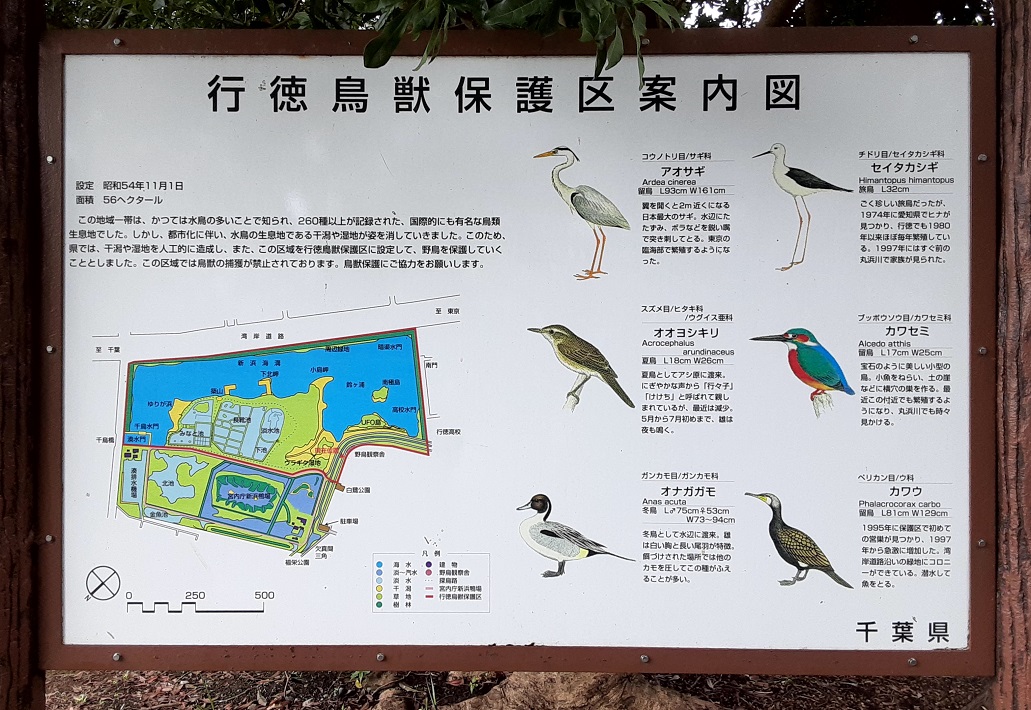 見られる野鳥の種類