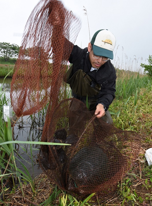 印旛沼のカミツキガメ捕獲用のわなのかご