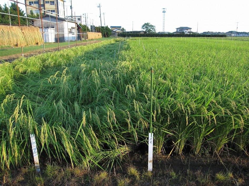 （左）倒れてしまったコシヒカリ、（右）粒すけは茎が短く倒れにくい