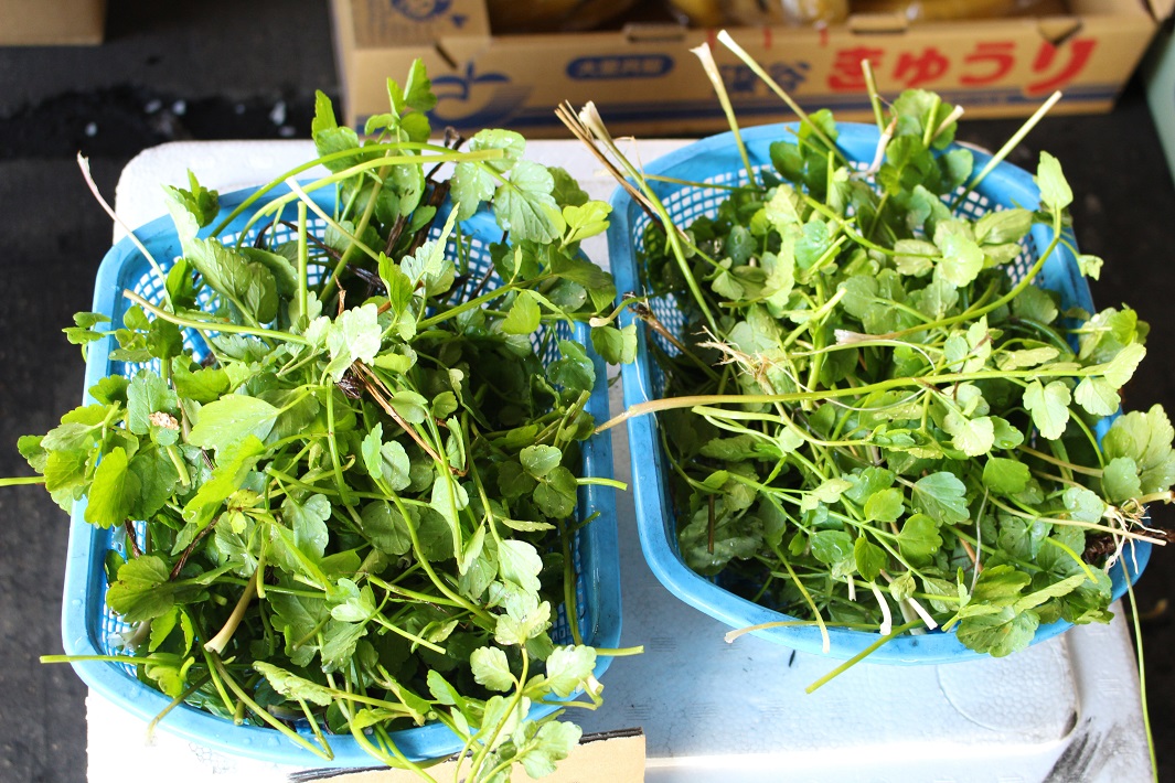 成田市場の青果棟で見つけた野菜「せり」