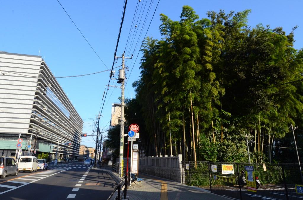 【市川市】入ってはならない!不知八幡森(しらずやわたのもり)は今も残る不思議な藪