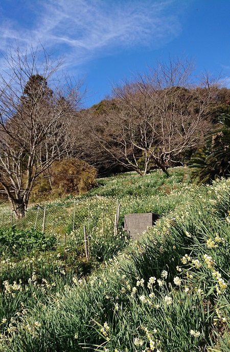 水仙まつり