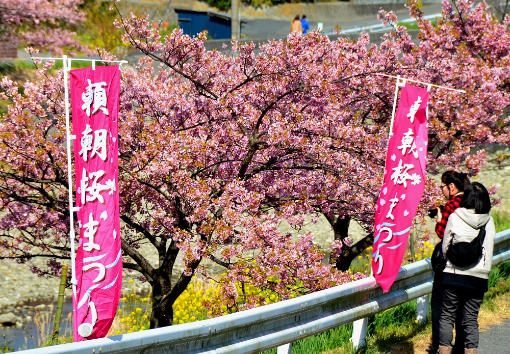 2/13（土）から3/7（日）まで「頼朝桜まつり」