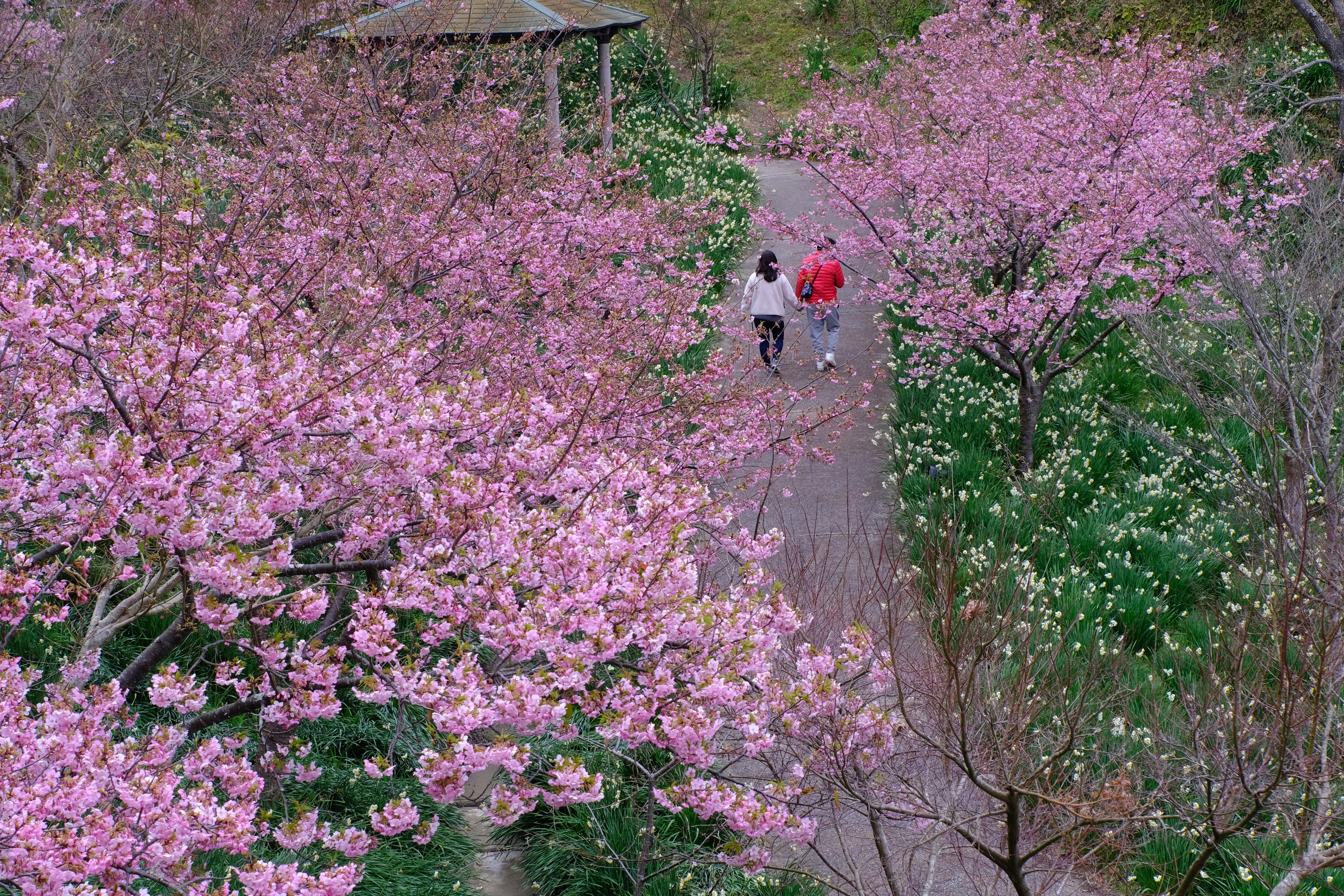 2/13（土）から3/7（日）まで「頼朝桜まつり」