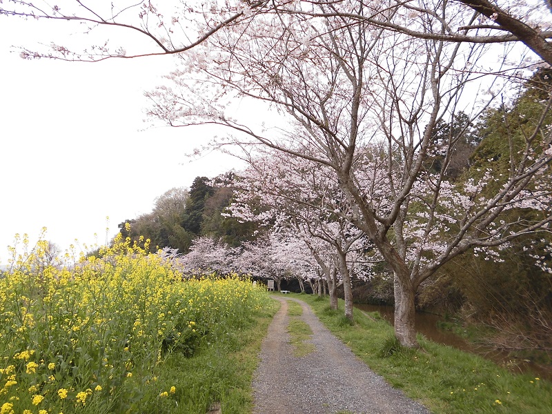 【木更津市】武田川コスモス・菜の花ロード