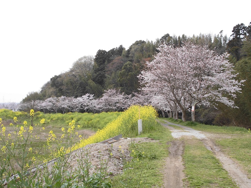 【木更津市】武田川コスモス・菜の花ロード