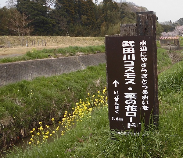 【木更津市】武田川コスモス・菜の花ロード