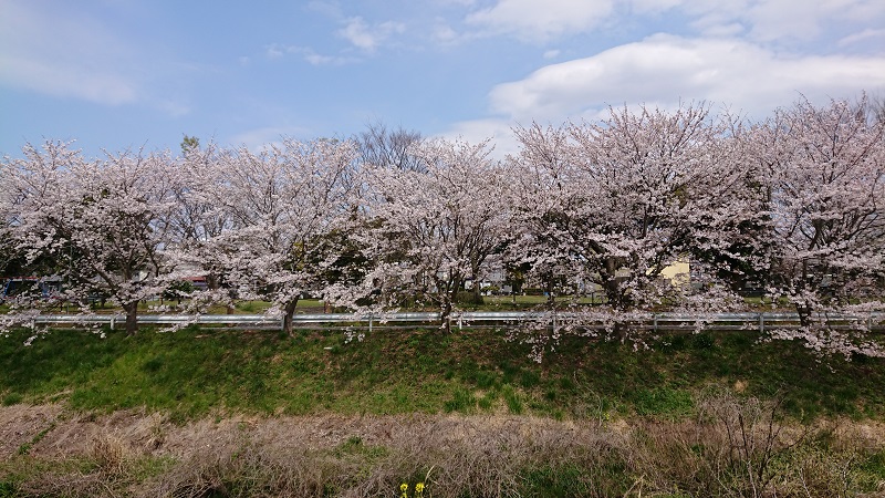 木更津市内を流れる矢那川沿いの見事な桜並木