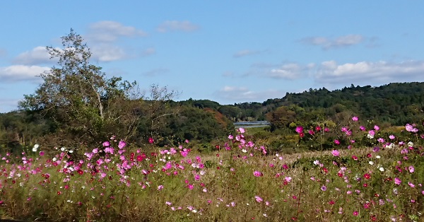 【木更津市】武田川コスモス・菜の花ロード