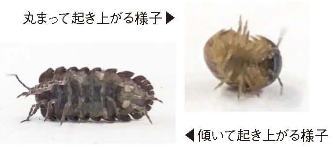 吽野菜々美さんは、仰向けから起き上がるダンゴムシの実験検証を行った