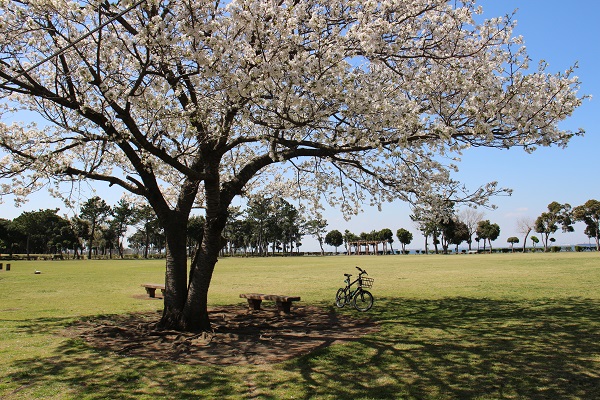 潮浜公園の桜
