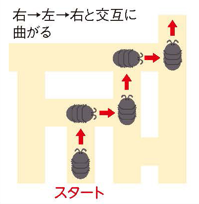 吽野菜々美さんがダンゴムシの面白さに引き込まれた一つの交替性転向反応