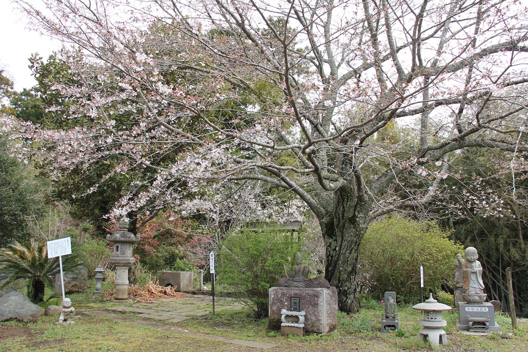 市原市内佐是の光福禅寺境内