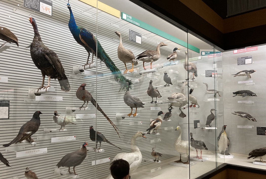 我孫子市 鳥の博物館(とりはく）