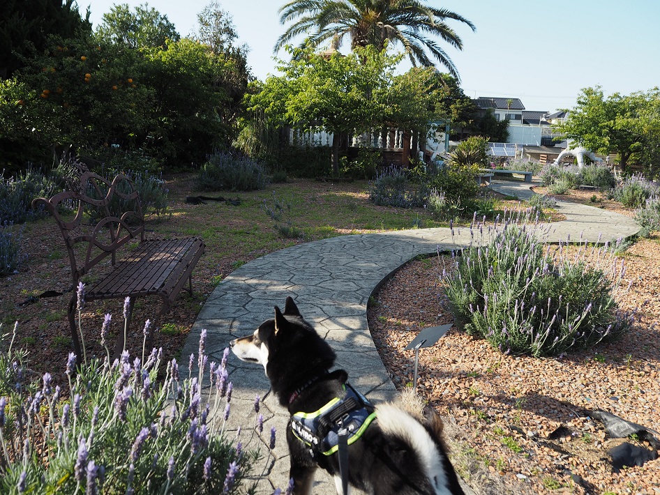 犬連れでも楽しめるハーブ園