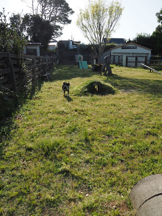 犬連れでも楽しめるハーブ園