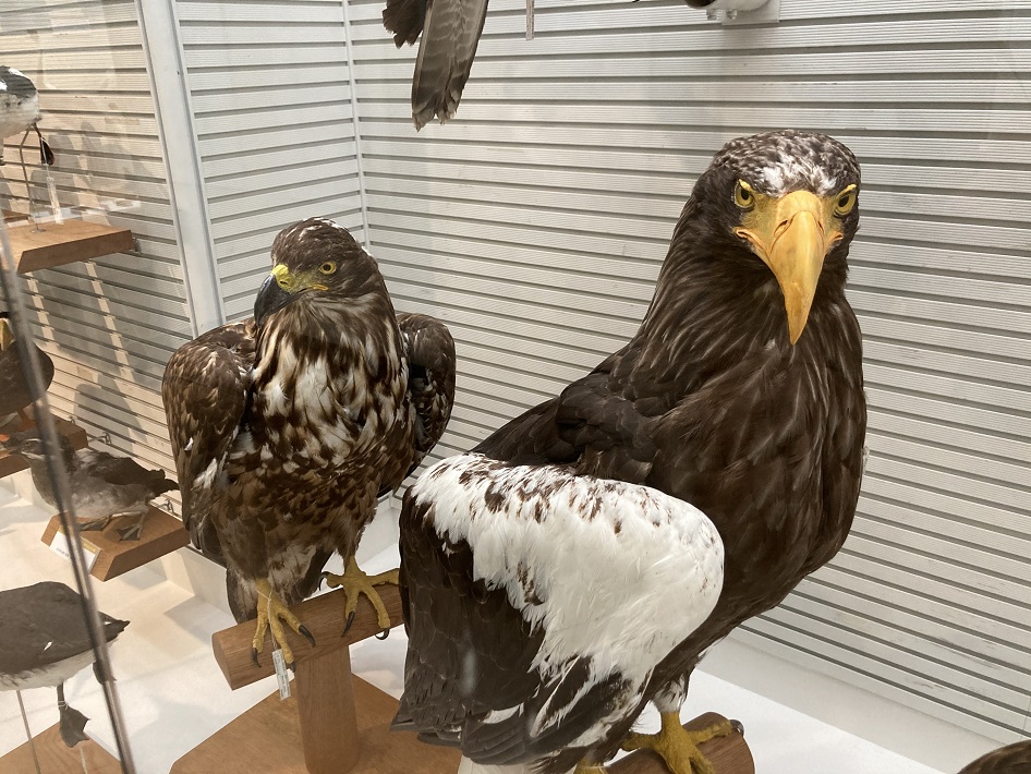 我孫子市 鳥の博物館(とりはく）