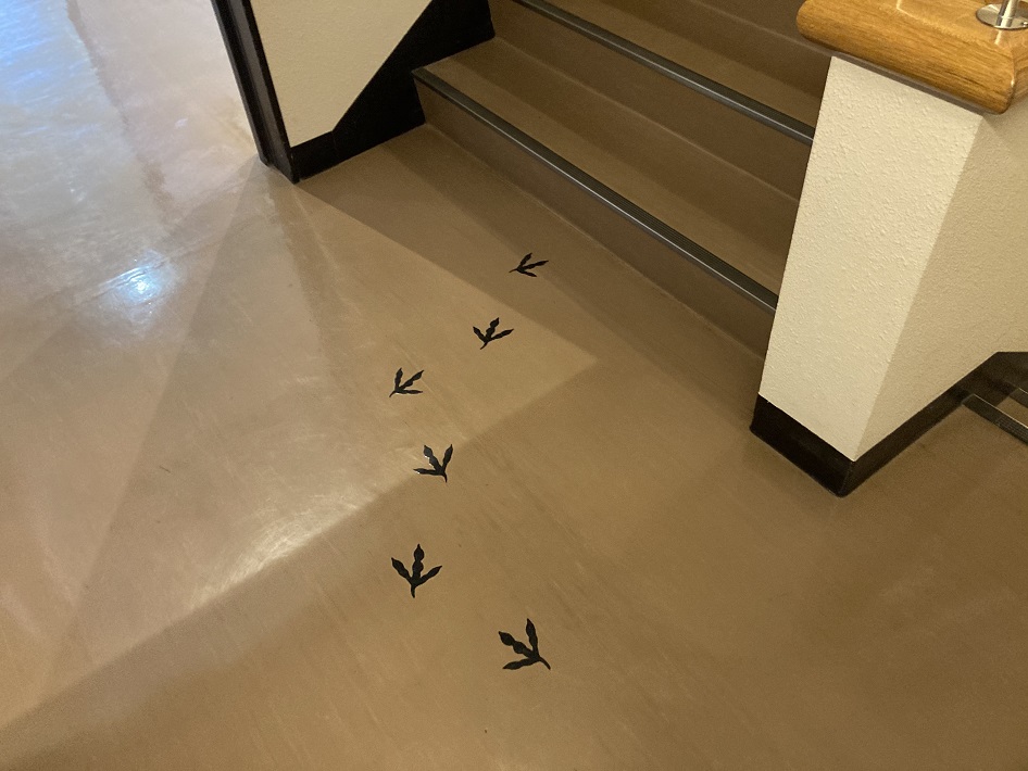 我孫子市 鳥の博物館(とりはく）